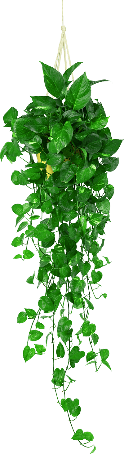 plant_home_petus