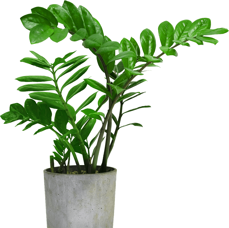 plant_home_pot