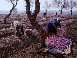 کشاورزی ایران برای مبتدی ها