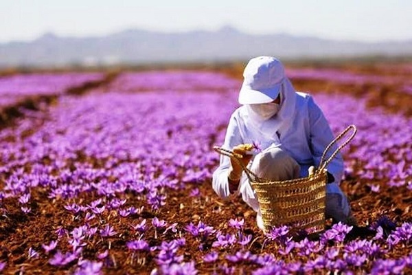 کشاورزی در ایران
