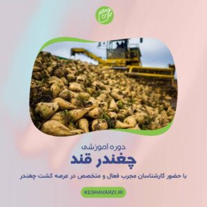 دوره آموزش کشت چغندرقند