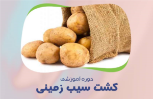 دوره آموزش کشت سیب زمینی