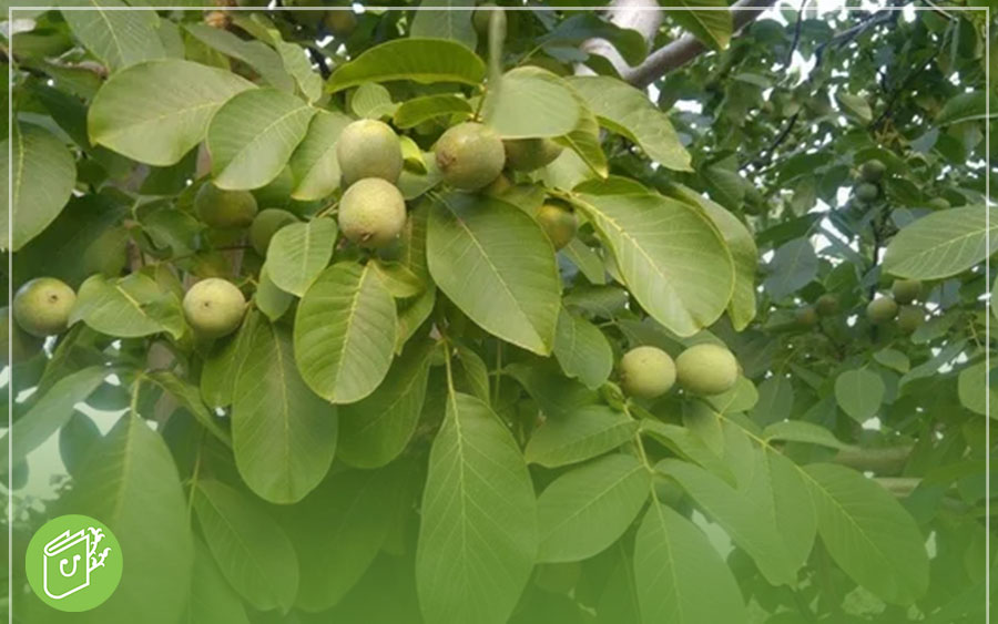 بهترین زمان کاشت نهال گردو در مناطق گرمسیر