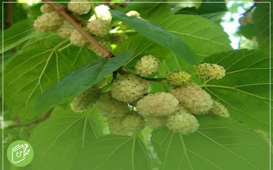 راهنمای گام به گام کاشت نهال توت