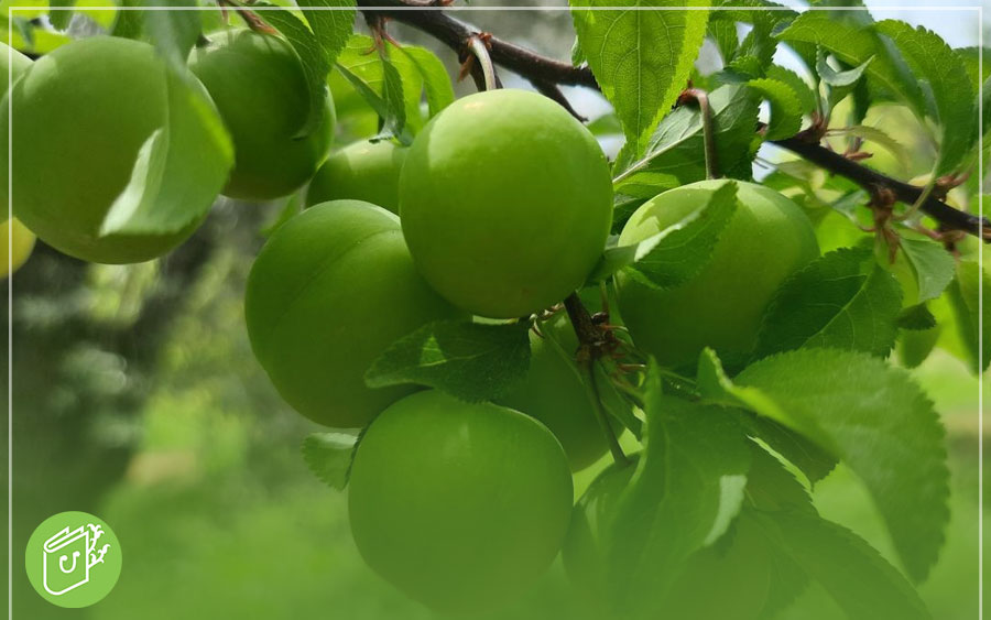 روش کاشت نهال گوجه سبز در گلدان