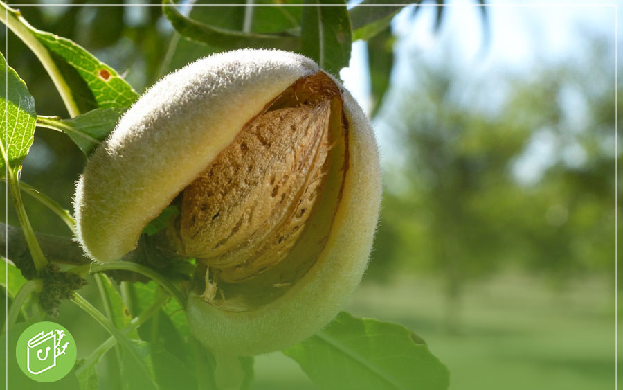 معایب کاشت نهال بادام در تابستان