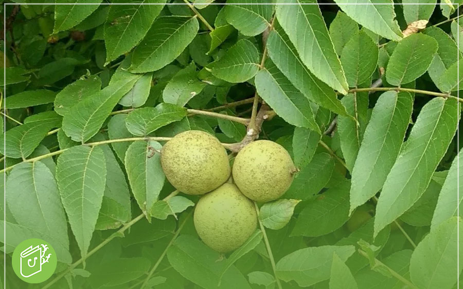 نهال گردو