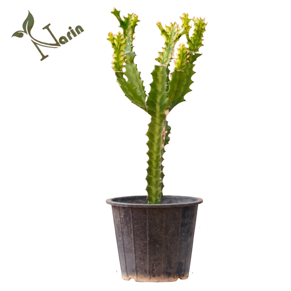 افوربیا پیوندی چندکله مرمری