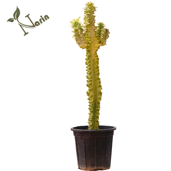 افوربیا اینجنس ابلق ارتفاع یک