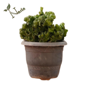 افوربیا لاکتی دفرمه