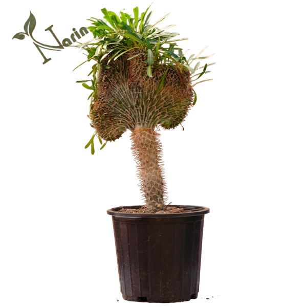 نخل ماداگاسکار دفرمه