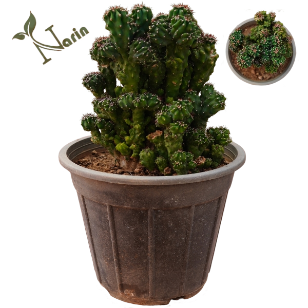 صخره ای یا کوهی