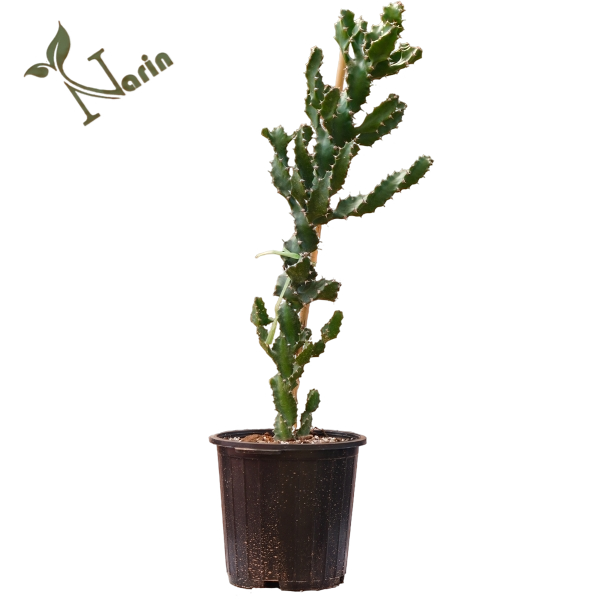 افوربیا اسپیرال یا پیچ