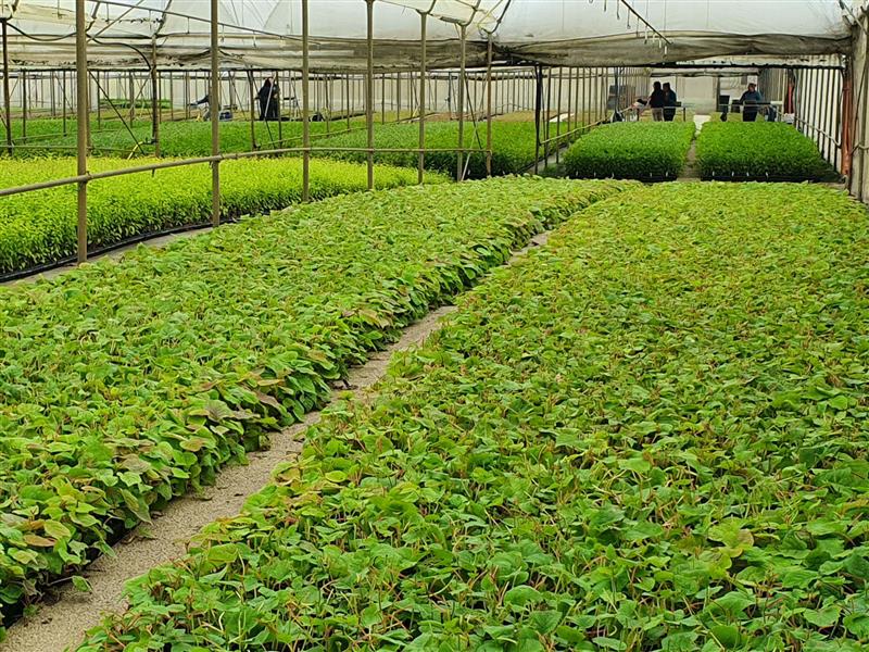 مقایسه نهال لیبل آبی با سایر نهال ها