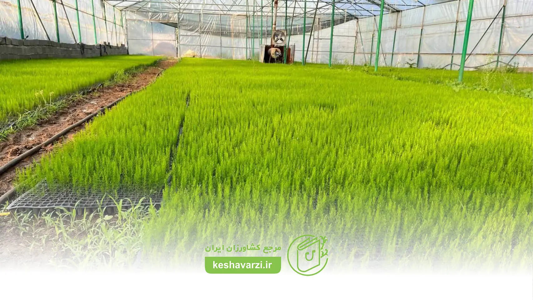 کشت مارچوبه؛ چرا در سال ۱۴۰۵ به یک فرصت اقتصادی تبدیل شده است؟