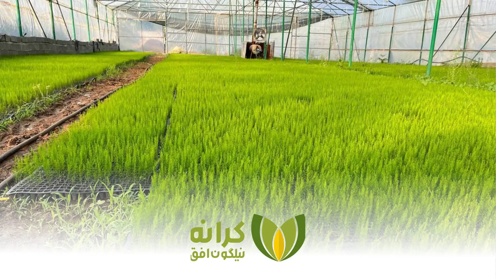 کشت مارچوبه؛ چرا در سال ۱۴۰۵ به یک فرصت اقتصادی تبدیل شده است؟