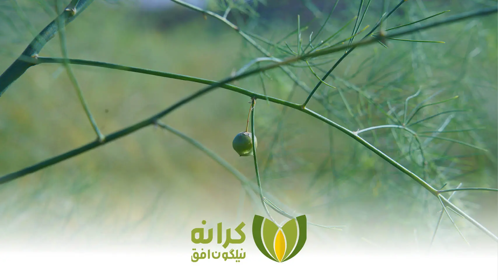 بهترین مناطق ایران برای کشت مارچوبه