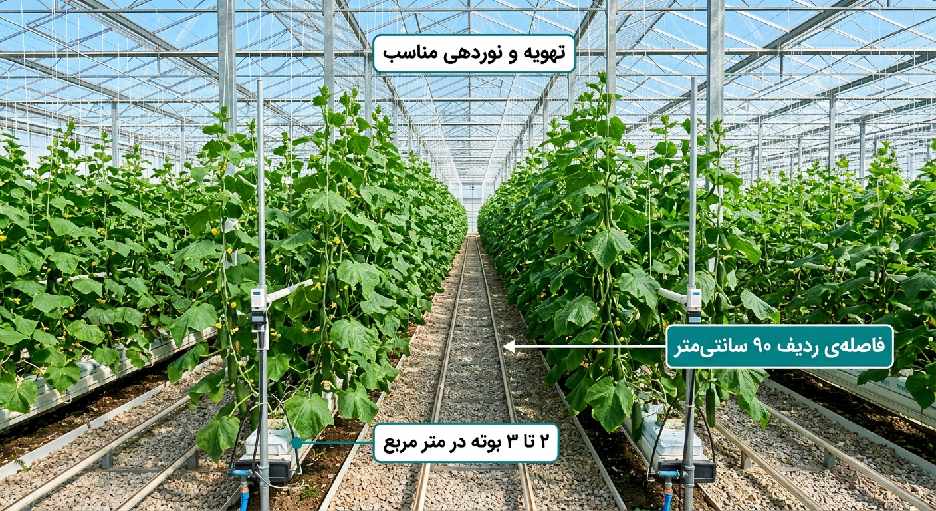 نحوه کاشت خیار
