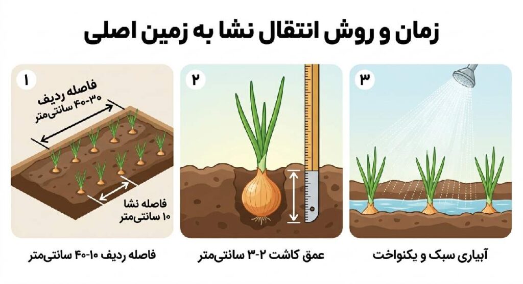 نحوه کاشت پیاز