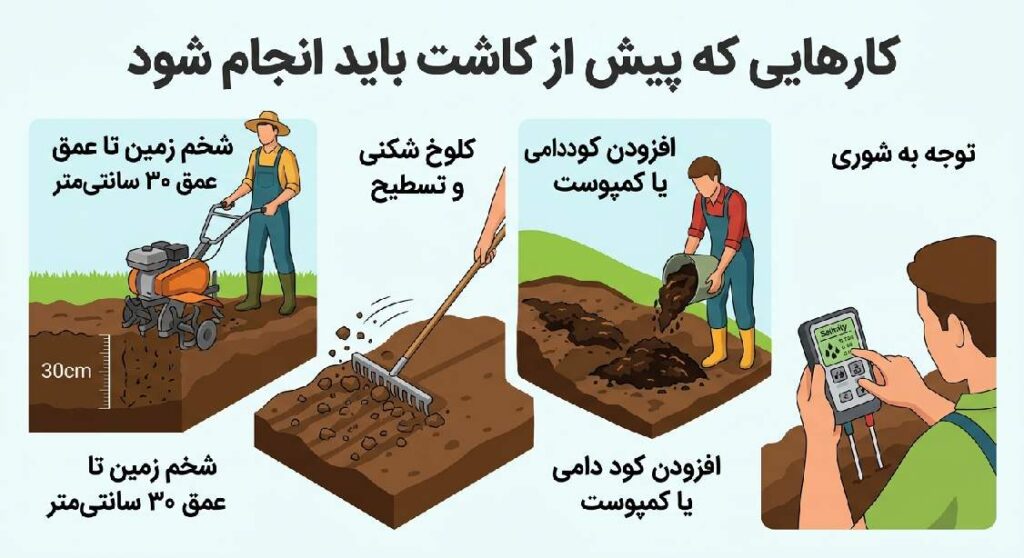 صفر تا صد کشت پیاز