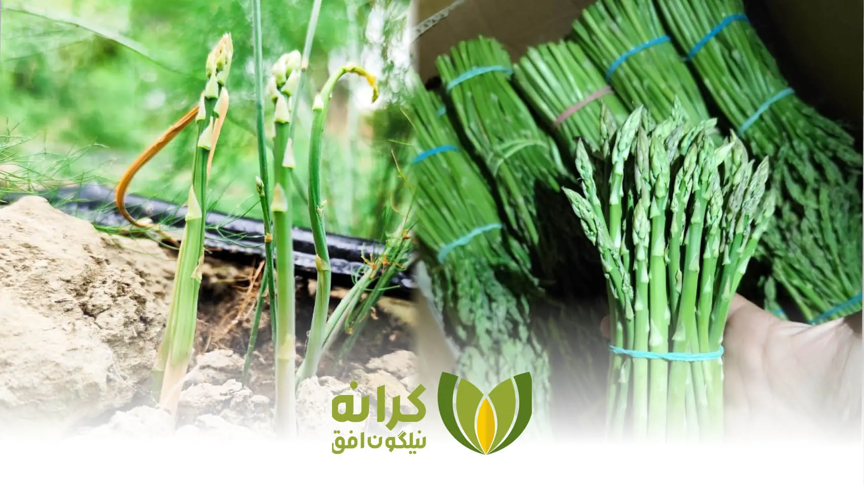 پشتیبانی از کاشت تا سورتینگ و صادرات (کشت مارچوبه با هدف صادرات)